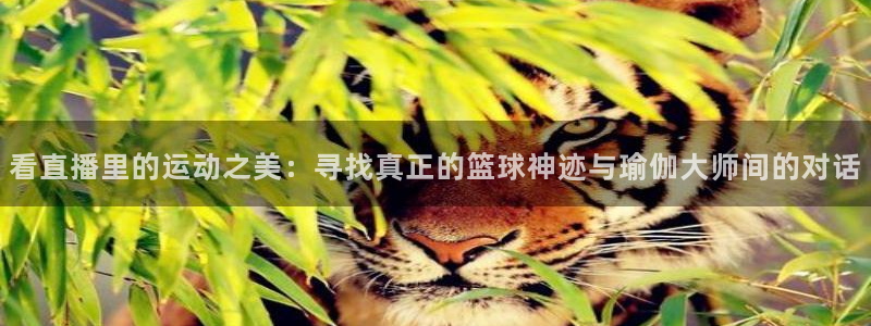 看直播里的运动之美：寻找真正的篮球神迹与瑜伽大师间的对话